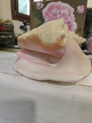 Large natural shell like new