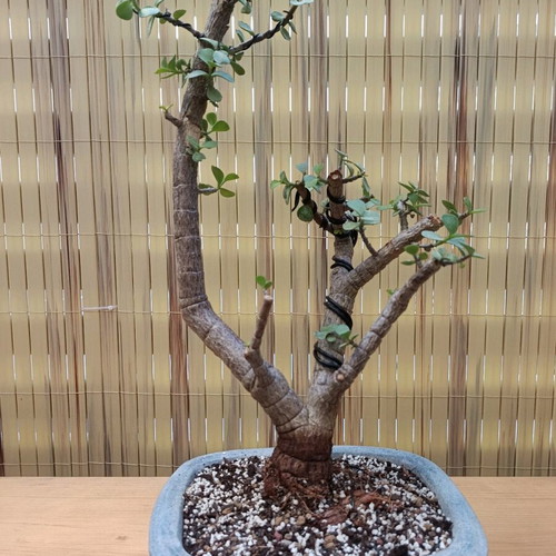 Portulacaria afra bonsai 41cm new