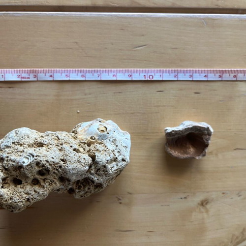 Abia Messinia shell and stone fossil refurbished