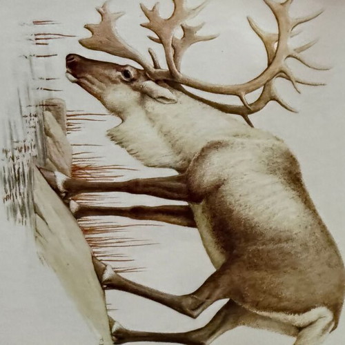 Artis Historia Vintage Mammals Illustration Lot, 120 Prints, 1971