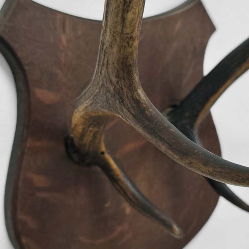 Vintage Deer Antlers Wall Mount on Wooden Base like new, 41 cm