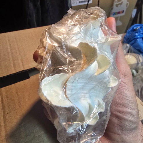 Large Lambis Chiragra Seashell like new, collectible decoration
