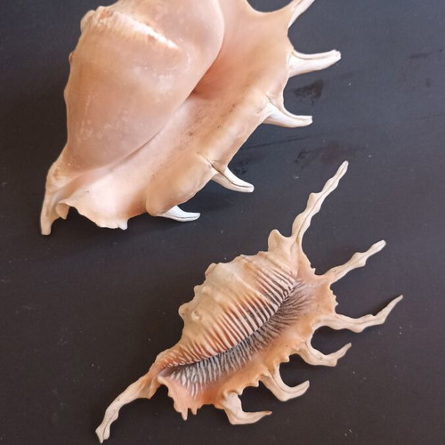 Collectible Natural Spider Conch Seashells Lambis & Harpago set of 2 like new