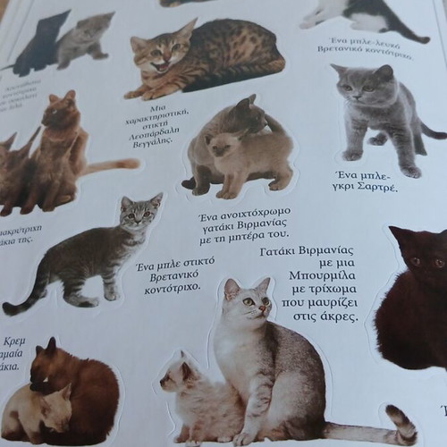 Kittens sticker book