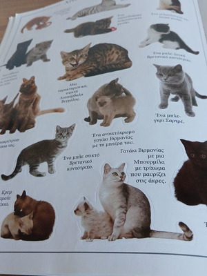 Kittens sticker book