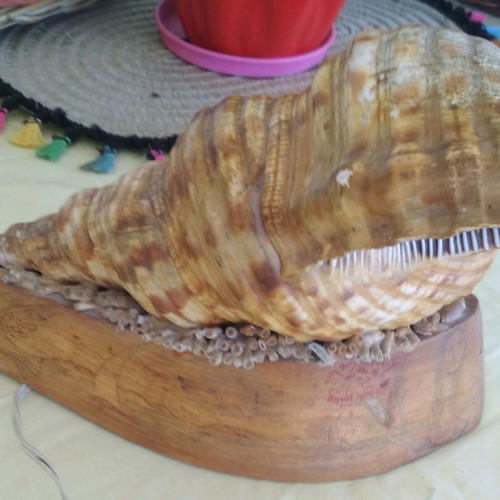 Vintage shell lamp used with wooden base