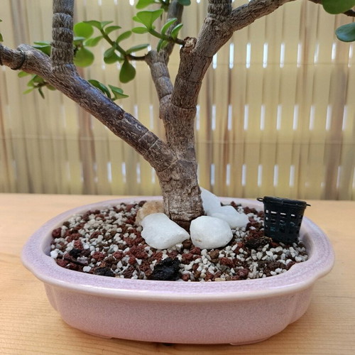Portulacaria Afra Bonsai 20cm new
