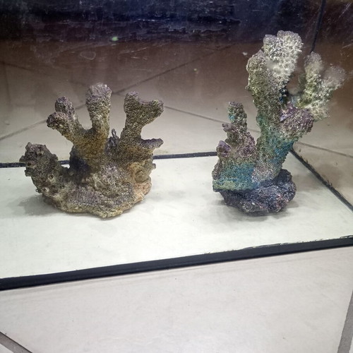 Glass aquarium with decorative corals and lighting, used