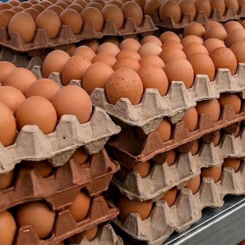 Free-range eggs new, size L-XL