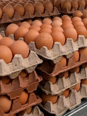 Free-range eggs new, size L-XL
