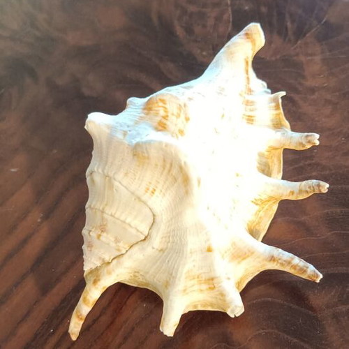 Lambis Lambis Spider Conch seashell new, 12.5 cm