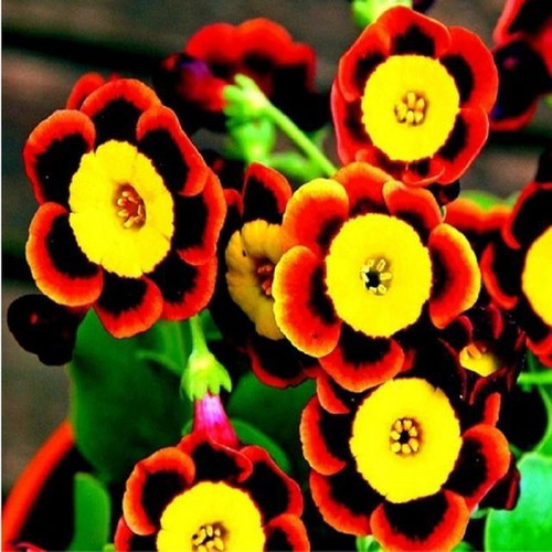 25 Seeds Tricolor Rare Petunia Exotic Flowering