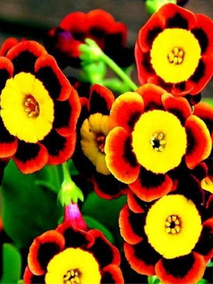 25 Seeds Tricolor Rare Petunia Exotic Flowering