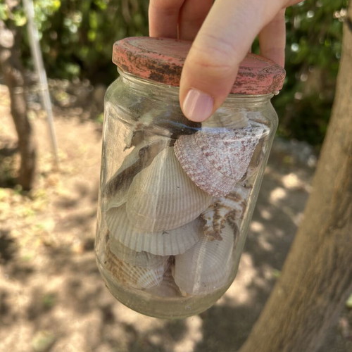 Seashells like new