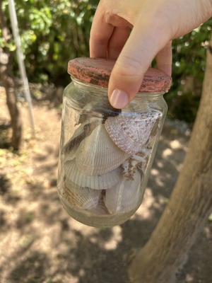 Seashells like new