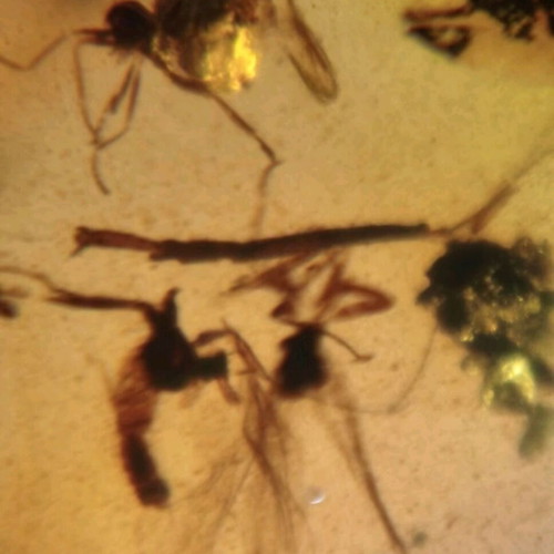 Amber pieces new, pack of 10 with fossilized insects and leaves