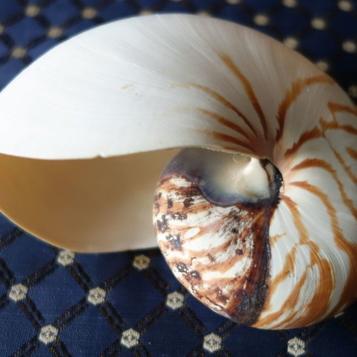 Decorative Nautilus Pompilius shell used