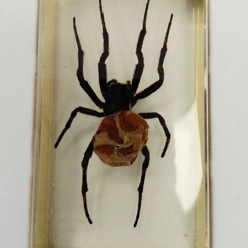 Deagostini insect collection used with plastic case