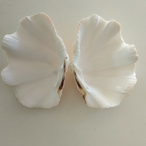 Giant Tridacna Squamosa Clam Shells new, matched pair