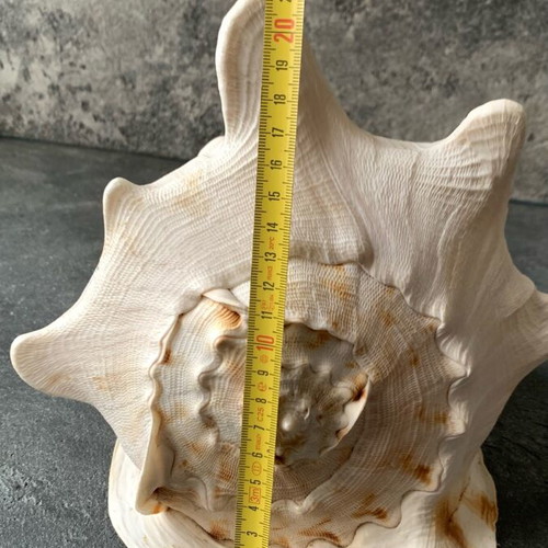 Large shell used