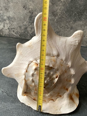 Large shell used