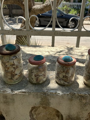 Seashells like new
