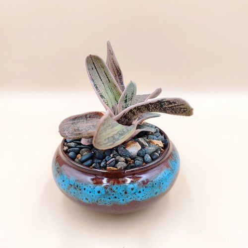 Gasteria ‘Little Warty’ in ceramic pot new