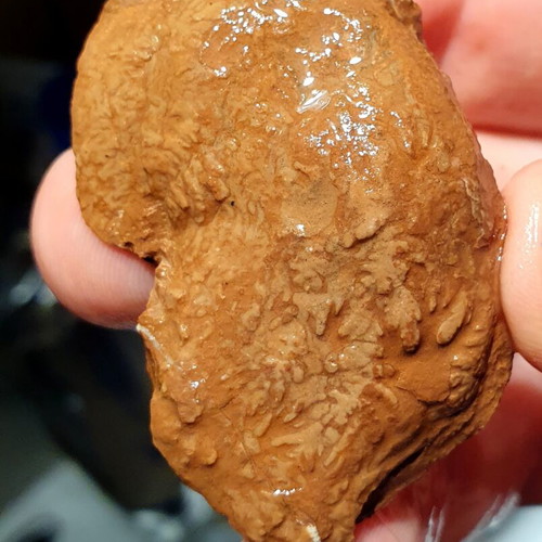 Lot of fossils and rocks from Greece new, educational collection