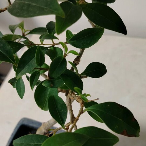 bonsai privet