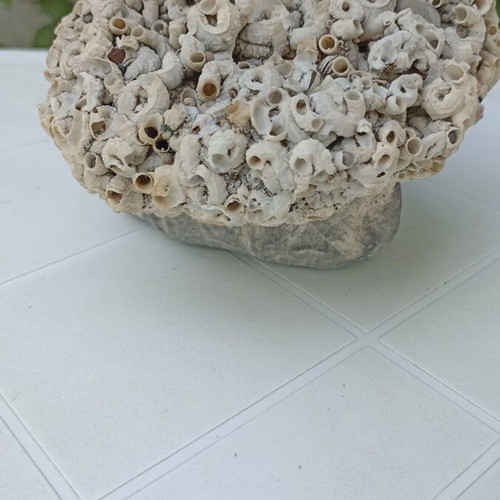 Large Collector's Marine Rock Rapiali 3+ Kg with Ficopomatus Colony