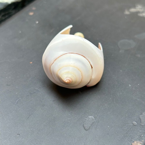 Shell women's ring like new