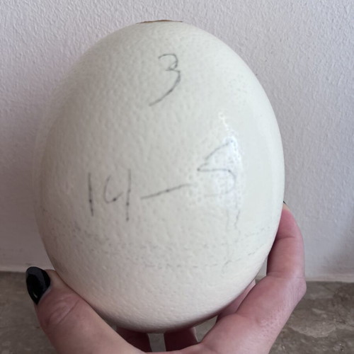 Authentic ostrich egg shell, natural decorative item