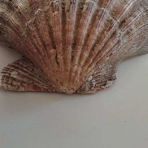 Lion's Paw Natural Seashell like new