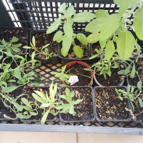 Chinese Carnation new plant from seed, various colors