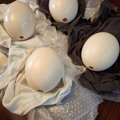 Ostrich eggs new, set of 4