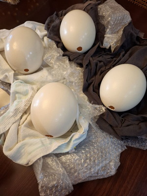 Ostrich eggs new, set of 4