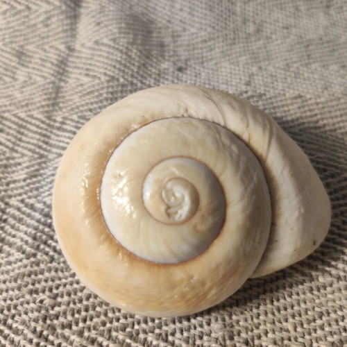 Moon Snail sea shell used, 7cm diameter