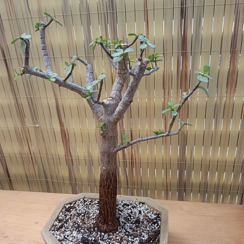 Portulacaria afra Bonsai 38cm new