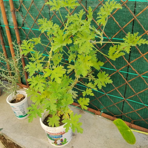 Pelargonium graveolens scented geranium