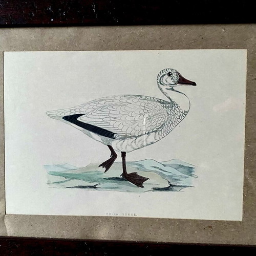 Engraving from England like new with Snow Goose theme