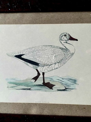 Engraving from England like new with Snow Goose theme
