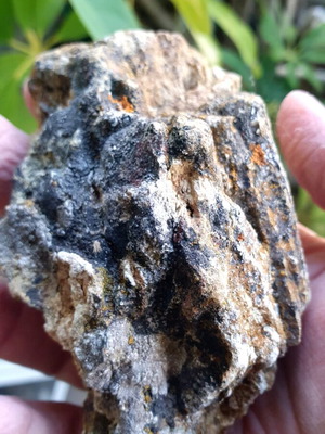 Petrified wood piece from Morocco new