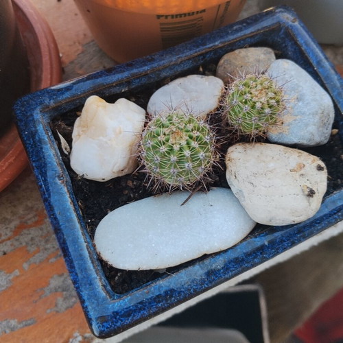 Echinopsis cacti set of 2 in handmade ceramic pot, new