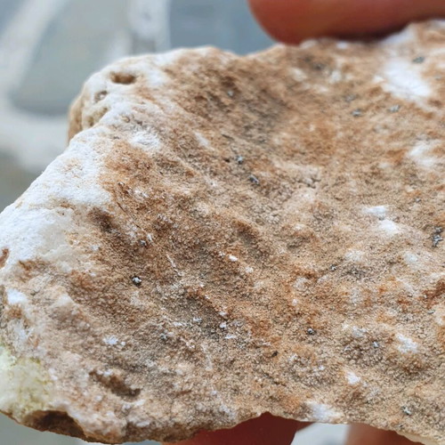 Fossilized coral like new, Greek collectible