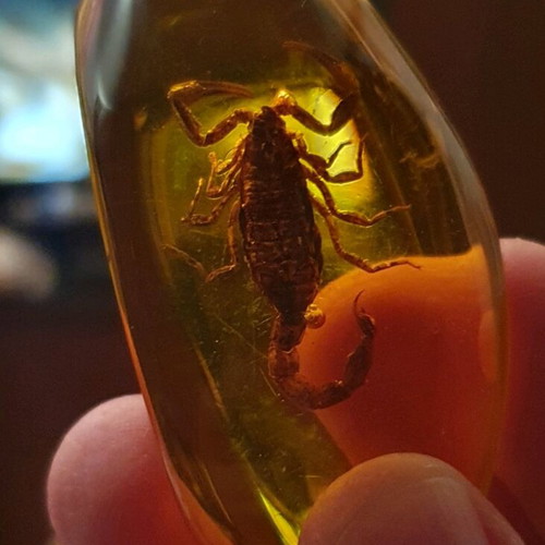 Decorative items with scorpion in resin, new, set of 2 pieces