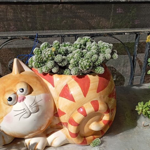 Cactus with Cat Pot New from Italy
