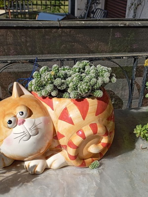 Cactus with Cat Pot New from Italy