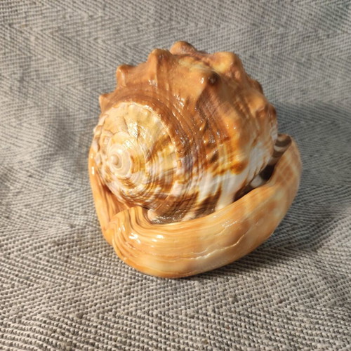 Cypraecassis Rufa shell like new, 14x10x10 cm