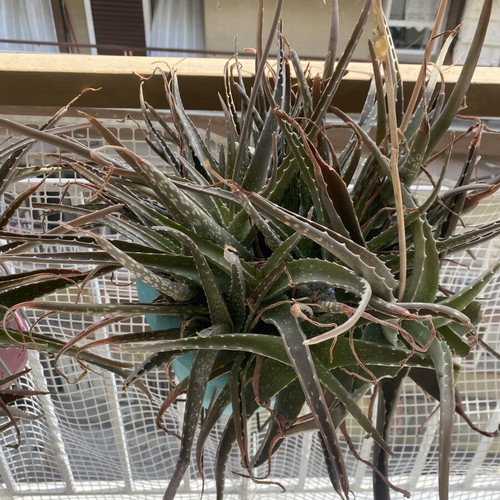 Aloe plants used, healthy and strong, ready for transplanting