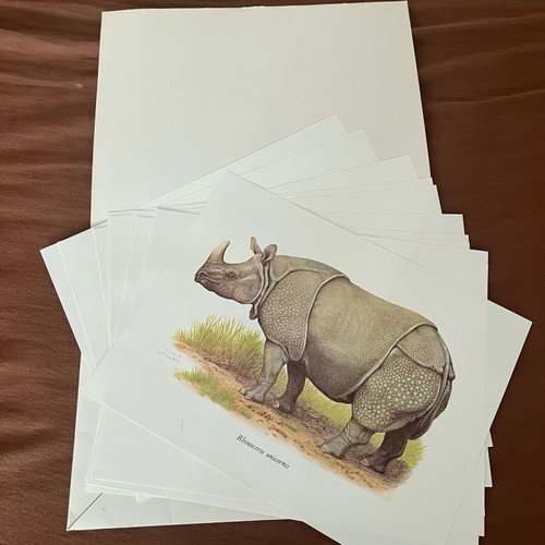 Animal photographs like new, vintage